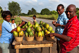 Ripe Mangoes