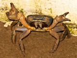 Defensive Pose