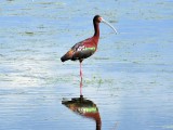 White-faced Ibis Brown Co WI April 18 2012