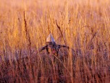 Sharptailed grouse 1