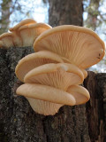 Nature 6094397
