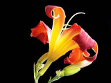 Day lily 7136423-5