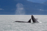 Killer Whales Juneaut0010.jpg