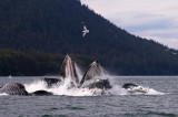 Humpback Whales Juneaut0013.jpg