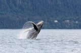 Humpback Whales Juneaut0011.jpg