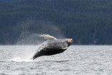 Humpback Whales Juneaut0010.jpg