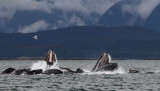 Humpback Whales Juneaut0006.jpg
