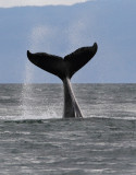 Humpback Whales Juneaut0004.jpg