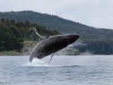 Humpback Whales Juneaut0002.jpg