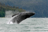 Humpback Whales Juneaut0001.jpg