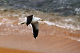 Black-backed Seagull.jpg