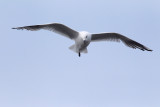 Black-billed seagull.jpg