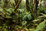 Rainforest02.jpg