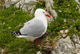 Red-billed Seagull 2.jpg