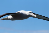 Royal Albatross 2.jpg