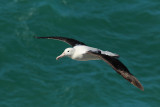 Royal Albatross.jpg