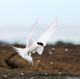 White Faced Tern 2.jpg