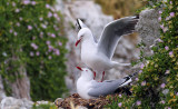 a Red-billed Seagulls.jpg