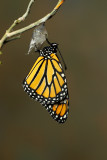 Monarch Butterfly30.jpg