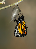 Monarch Butterfly28.jpg