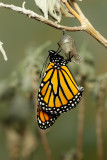 Monarch Butterfly25.jpg
