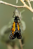 Monarch Butterfly23.jpg