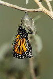 Monarch Butterfly21.jpg