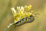 Monarch Butterfly02.jpg