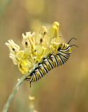 Monarch Butterfly01.jpg