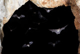 CAVE IN MEXICO WITH LOTS OF BATS fixed alittle1.JPG