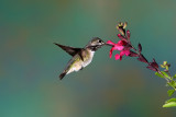 D_BDT_calliope hummingbird 32.JPG