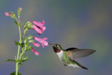D_BDT_Broad-tailed hummingbird_20072.JPG