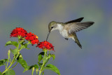 D_BDT_broadtail hummingbird_2007 22.JPG