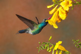 D_BDT_Broad-billed hummingbird 4_20102.JPG