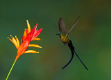 Violet-tailed Sylph.jpg