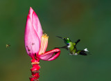 Purple-bibbed White-tip.jpg