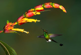 Booted Racket-tail.jpg
