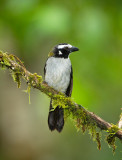 Black-winged Saltator.jpg