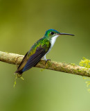 Andean Emerald.jpg