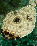 Bullseye Electric Ray.jpg