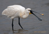 Spoonbill - PS  2136