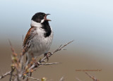 Reed Bunting_Rietgors-PSLR_1028.jpg