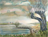 NIET BESCHIKBAAR - Knotwilg aan de IJssel bij Gorssel (aquarel)- 0731.jpg