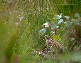 Yellowhammer - Geelgors PSLR-3160.jpg