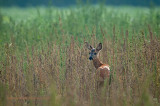 Roe Deer - Ree PSLR-2965.jpg