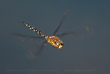 Migrant Hawker - Paardenbijter PSLR-3006.jpg