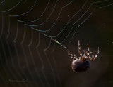Viervlekwielwebspin - Orb Weaver Spider PSLR-3403.jpg