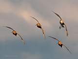 Bar-tailed Godwit - Rosse grutto PSLR-4395.jpg