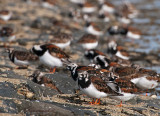 Turnstone - Steenloper  PSLR-4208.jpg