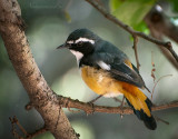 White-throated Robin-Chat PSLR 8464.jpg